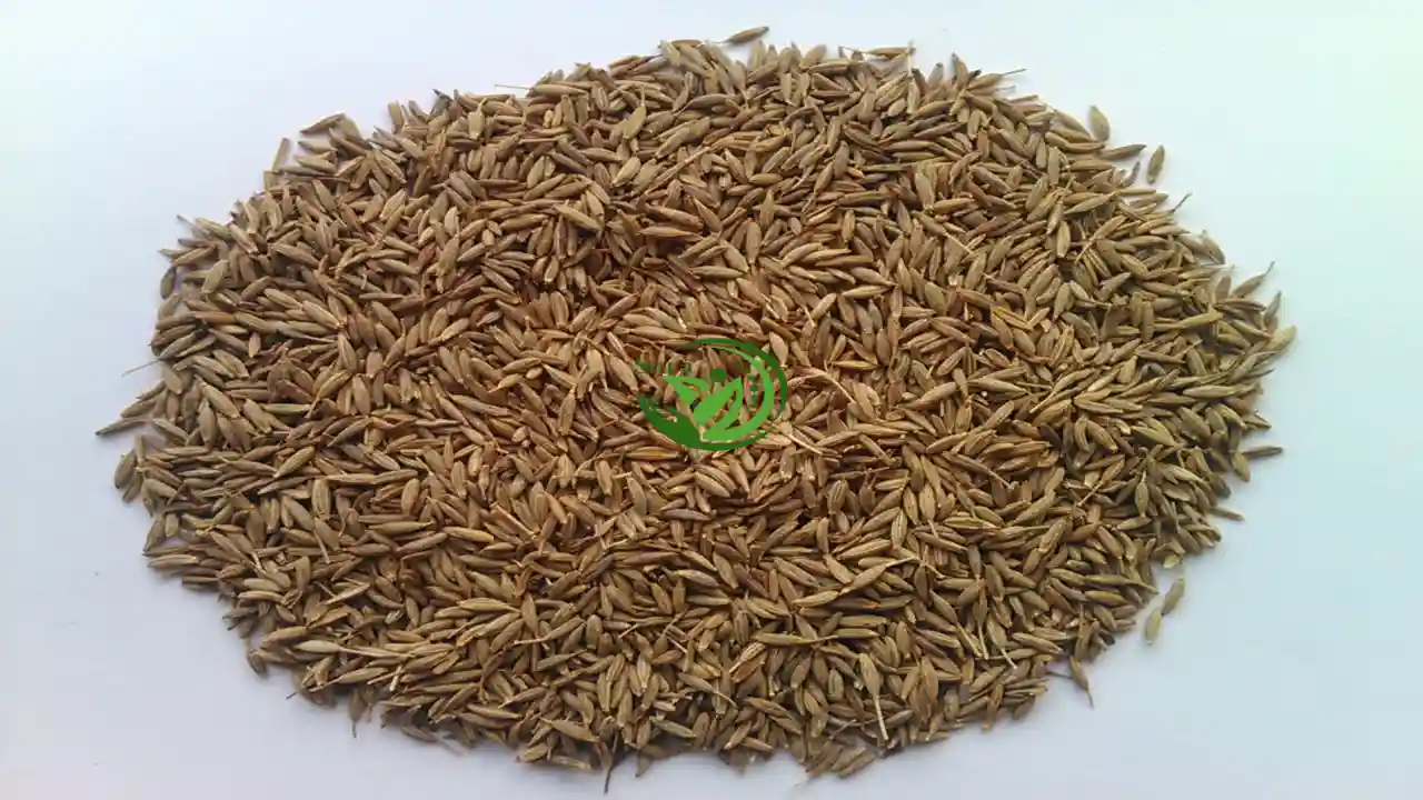 High Quality Fresh Cumin Exporter from Egypt